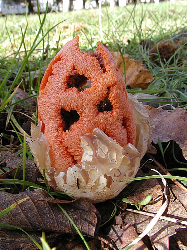 Clathrus ruber